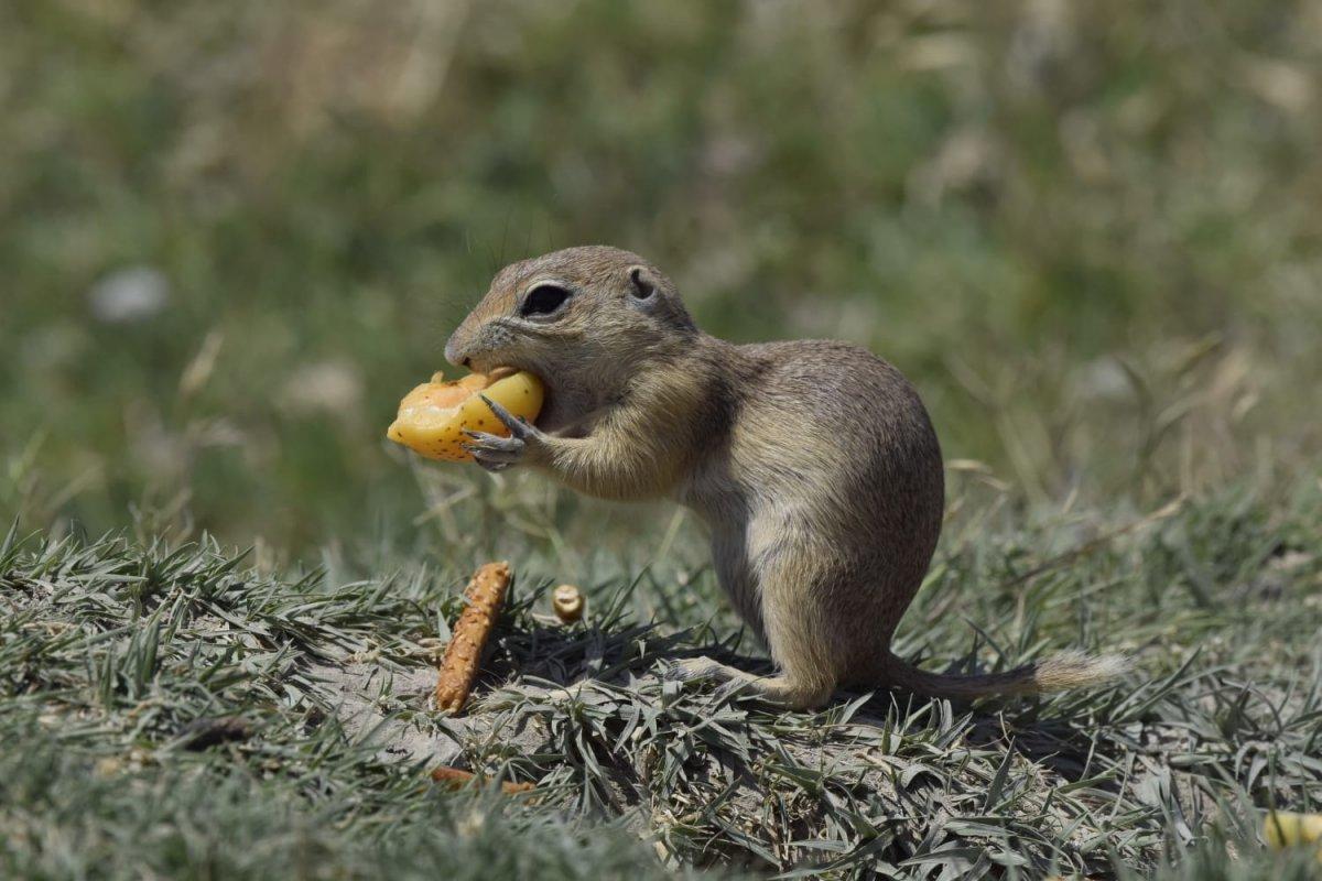 Kayısı yiyen Anadolu sincabı