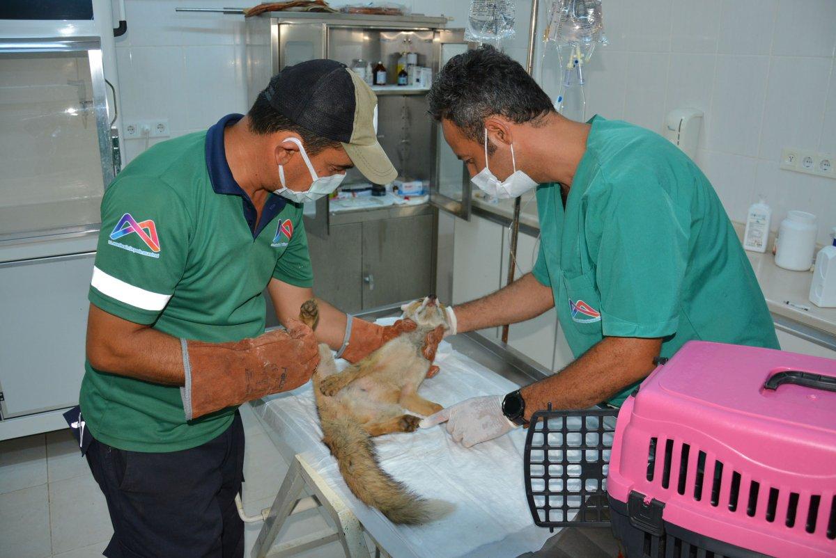 Mersin’de sulama havuzuna düşen tilki kurtarıldı