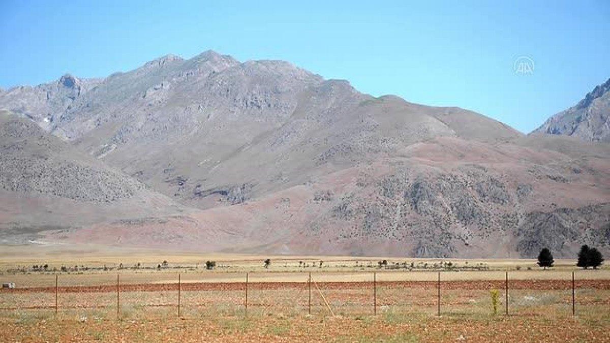 Tunceli'de dağ sarımsağı korumaya alındı