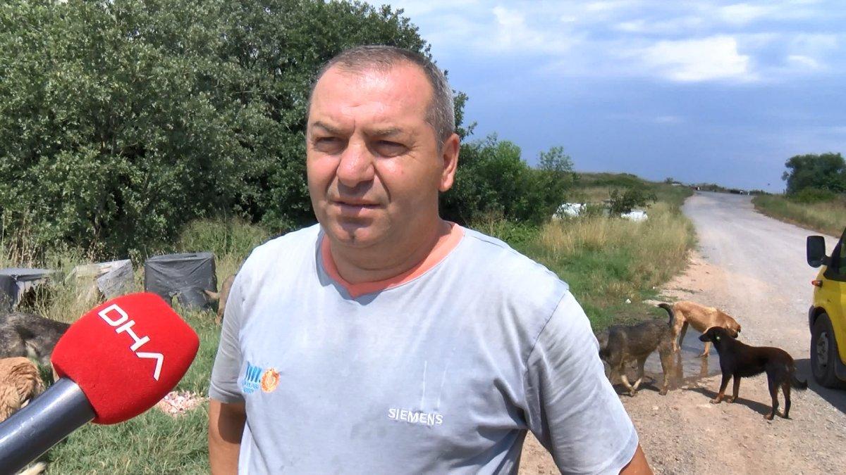 Pendik’te zehirlenerek öldürülmüş 17 köpek bulundu