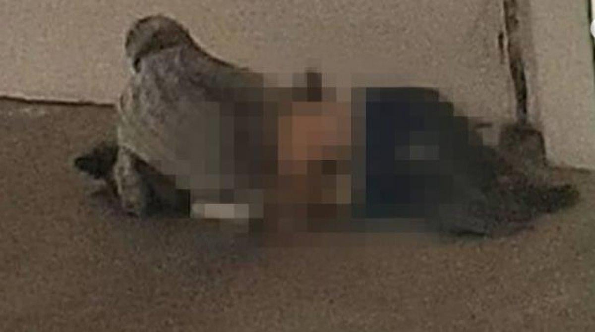 Aydın'da köpeğe tecavüz ederken yakalandı, serbest bırakıldı