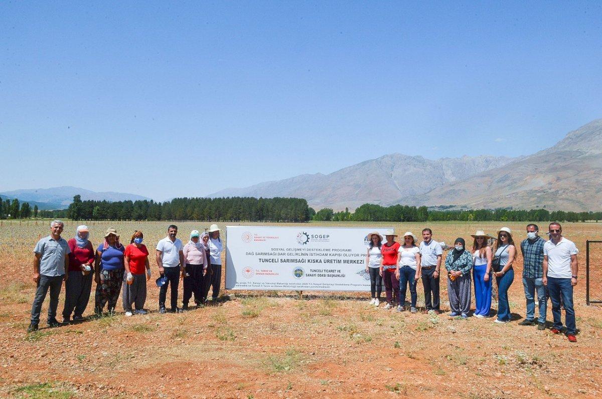 Tunceli'de dağ sarımsağı korumaya alındı