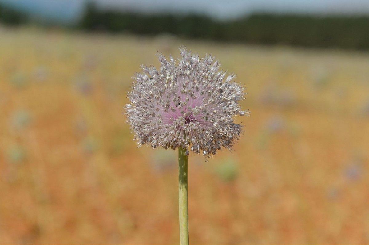 Tunceli'de dağ sarımsağı korumaya alındı