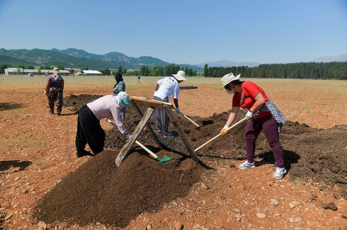 Tunceli'de dağ sarımsağı korumaya alındı