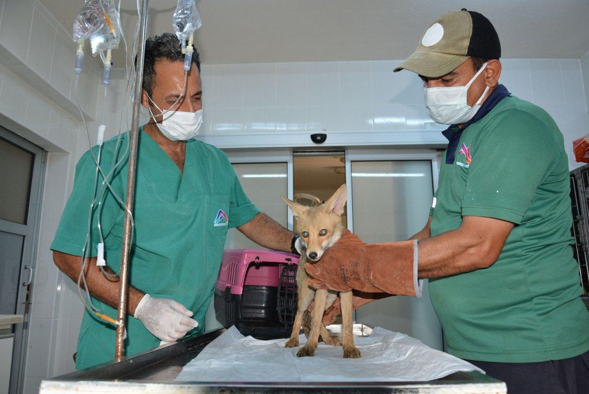 Mersin’de sulama havuzuna düşen tilki kurtarıldı