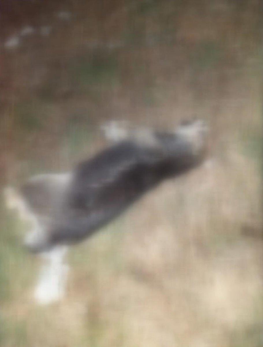 Pendik’te zehirlenerek öldürülmüş 17 köpek bulundu