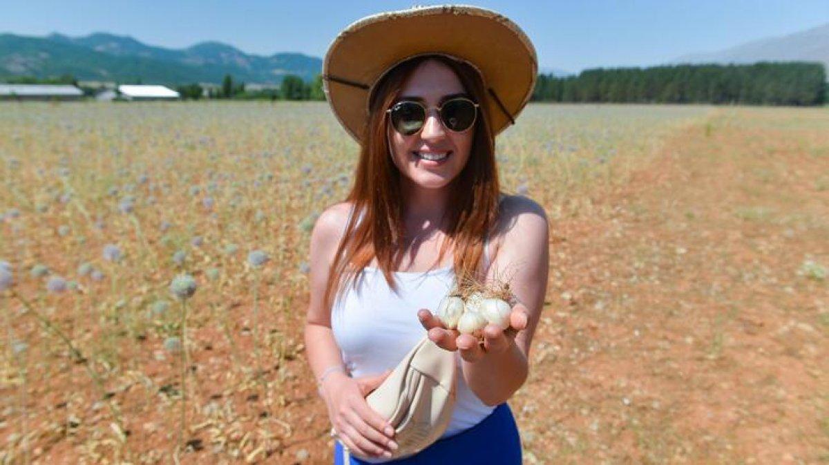 Tunceli'de dağ sarımsağı korumaya alındı