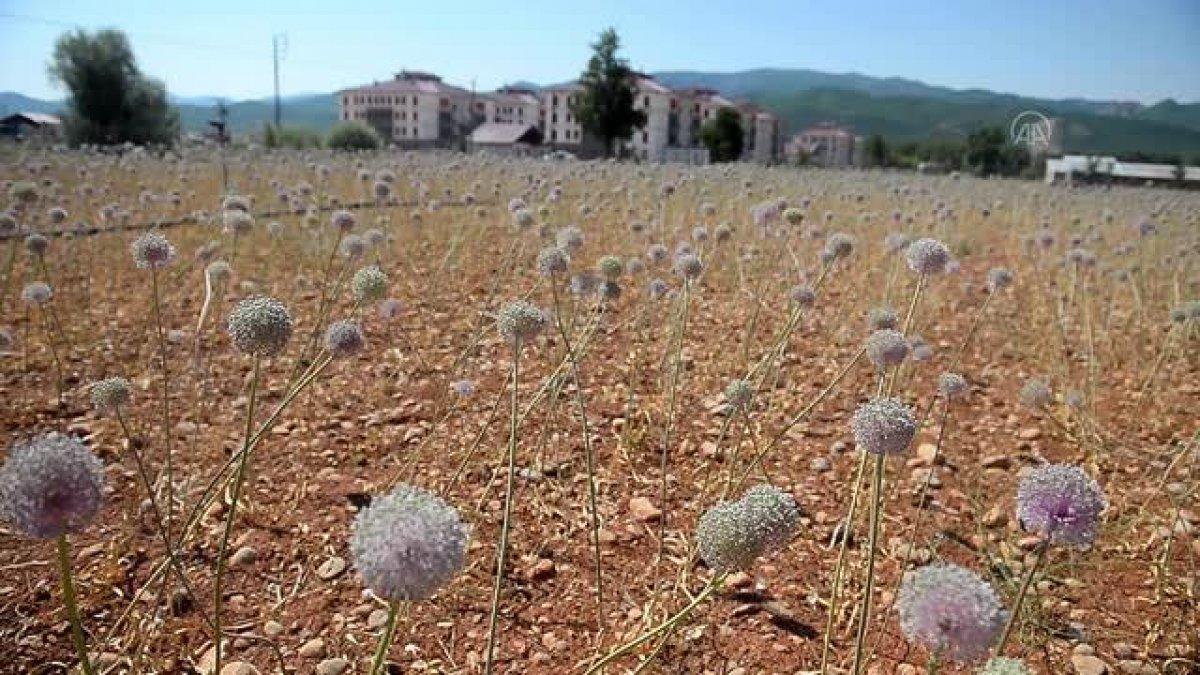 Tunceli'de dağ sarımsağı korumaya alındı
