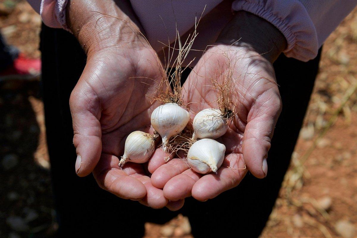 Tunceli'de dağ sarımsağı korumaya alındı
