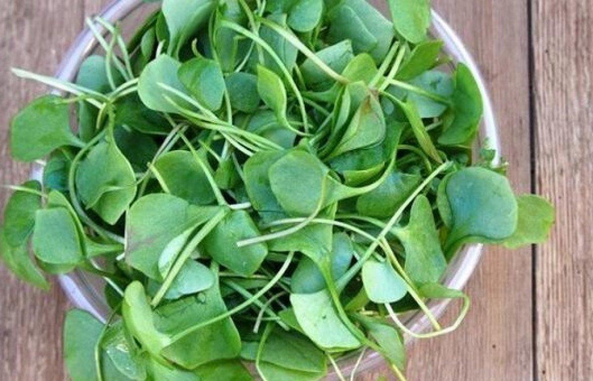 Güçlü kemikler için kalsiyum bakımından zengin 20 besin