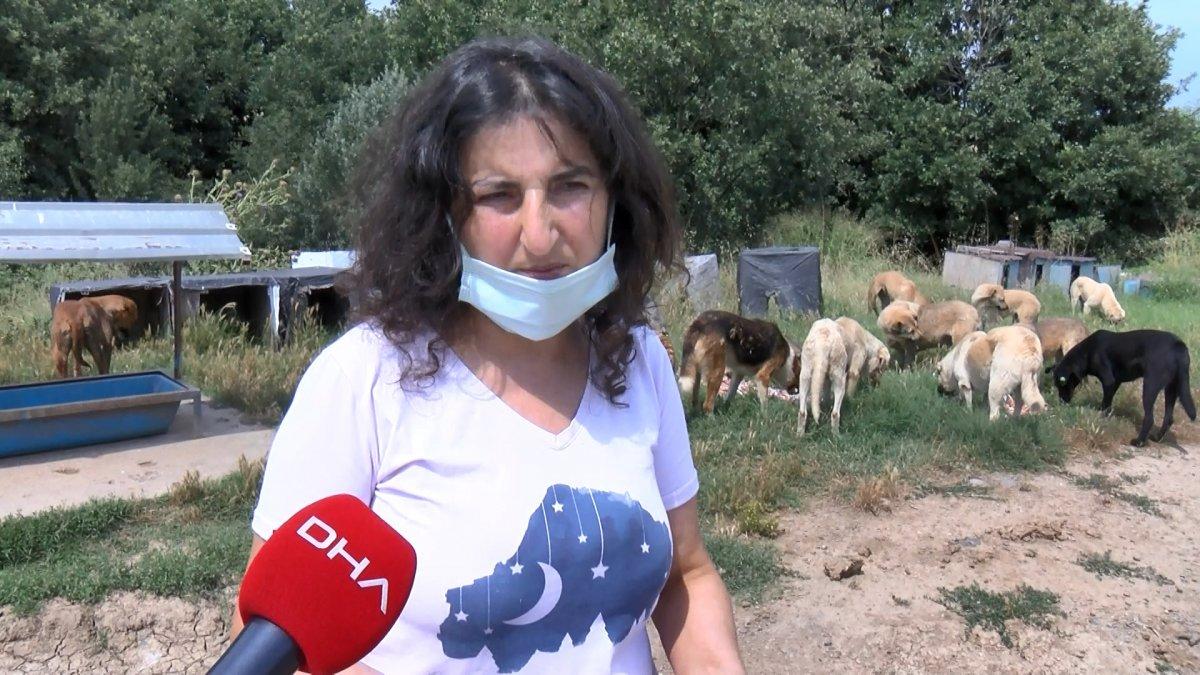 Pendik’te zehirlenerek öldürülmüş 17 köpek bulundu