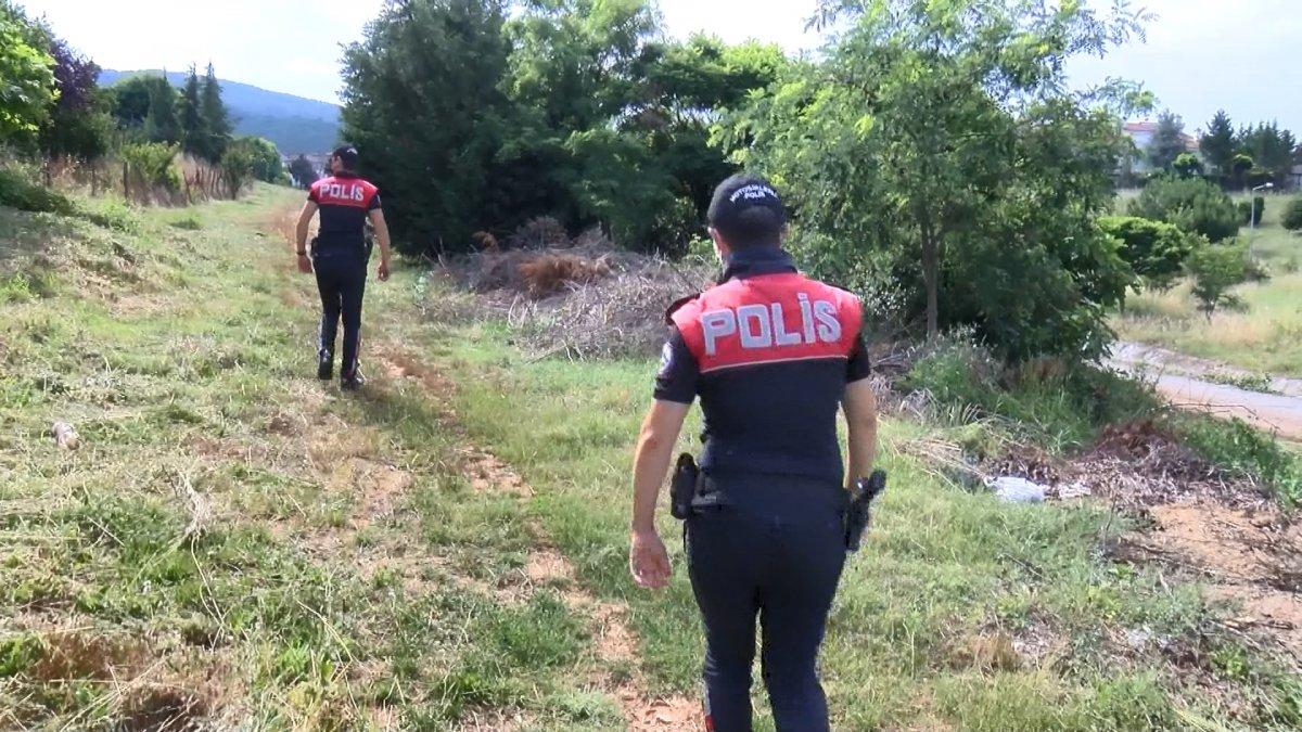Pendik’te zehirlenerek öldürülmüş 17 köpek bulundu