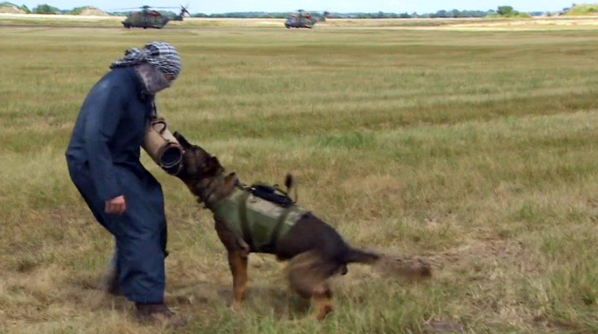Almanya'daki tatbikatta köpekler, başörtülü kadın üzerinde eğitildi
