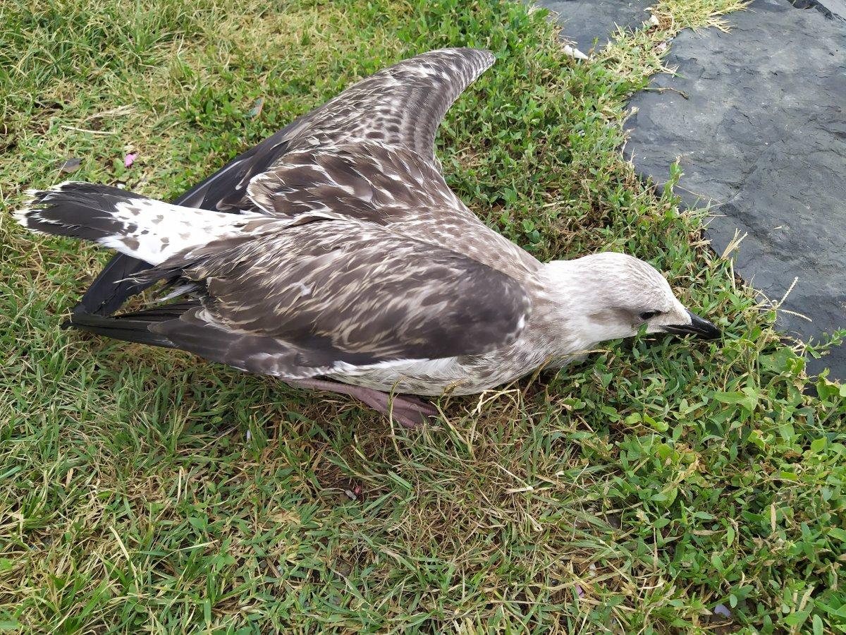 Küçükçekmece Gölü’nde balık ölümlerinden sonra martı ölümleri
