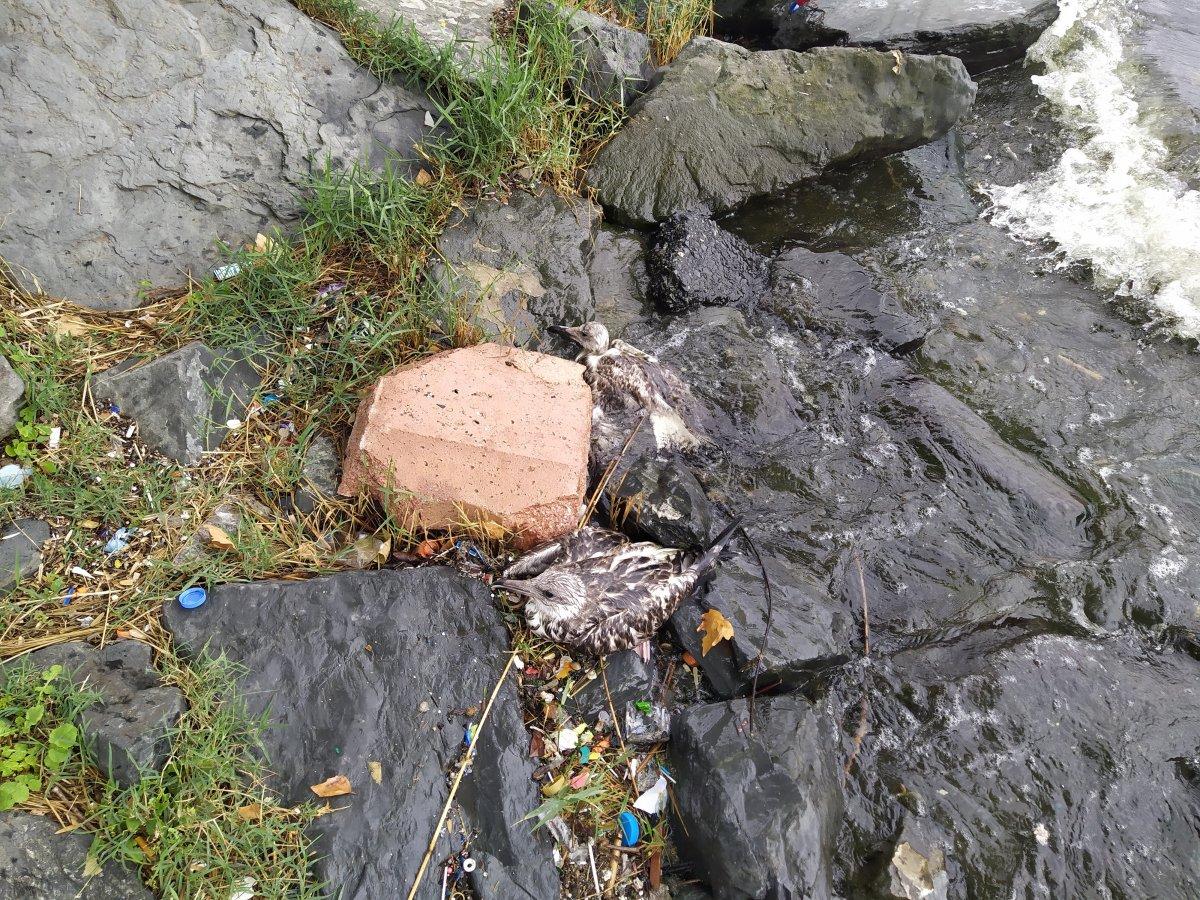 Küçükçekmece Gölü’nde balık ölümlerinden sonra martı ölümleri