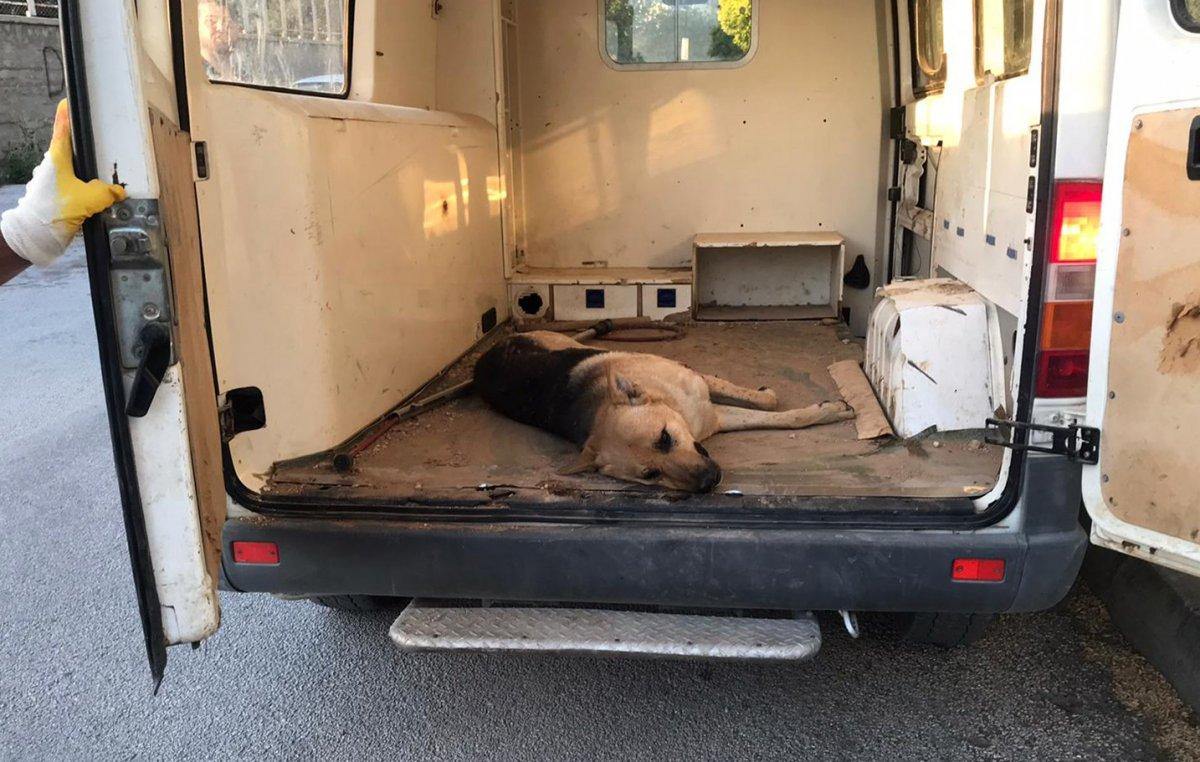 Afyonkarahisar'da sokak köpeği çocuğa saldırdı