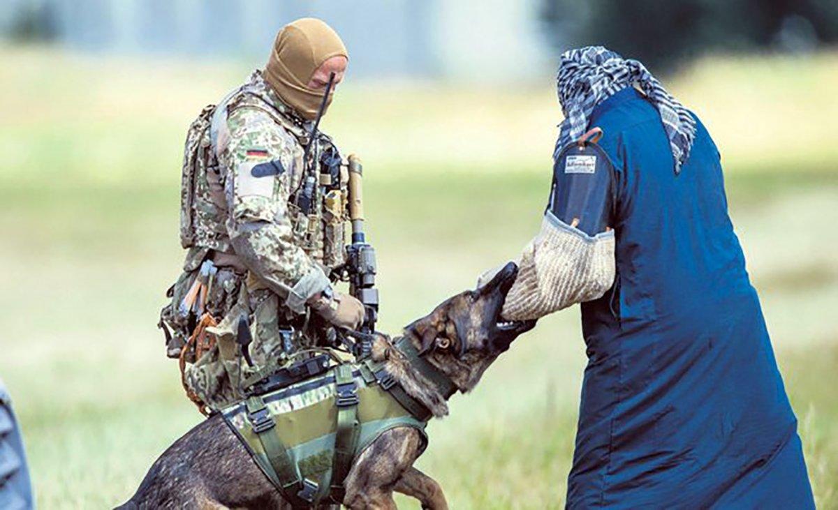 Almanya'daki tatbikatta köpekler, başörtülü kadın üzerinde eğitildi