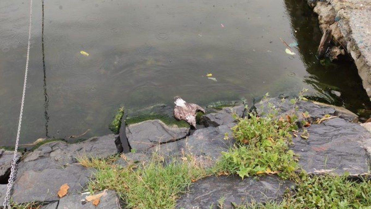 Küçükçekmece Gölü’nde balık ölümlerinden sonra martı ölümleri