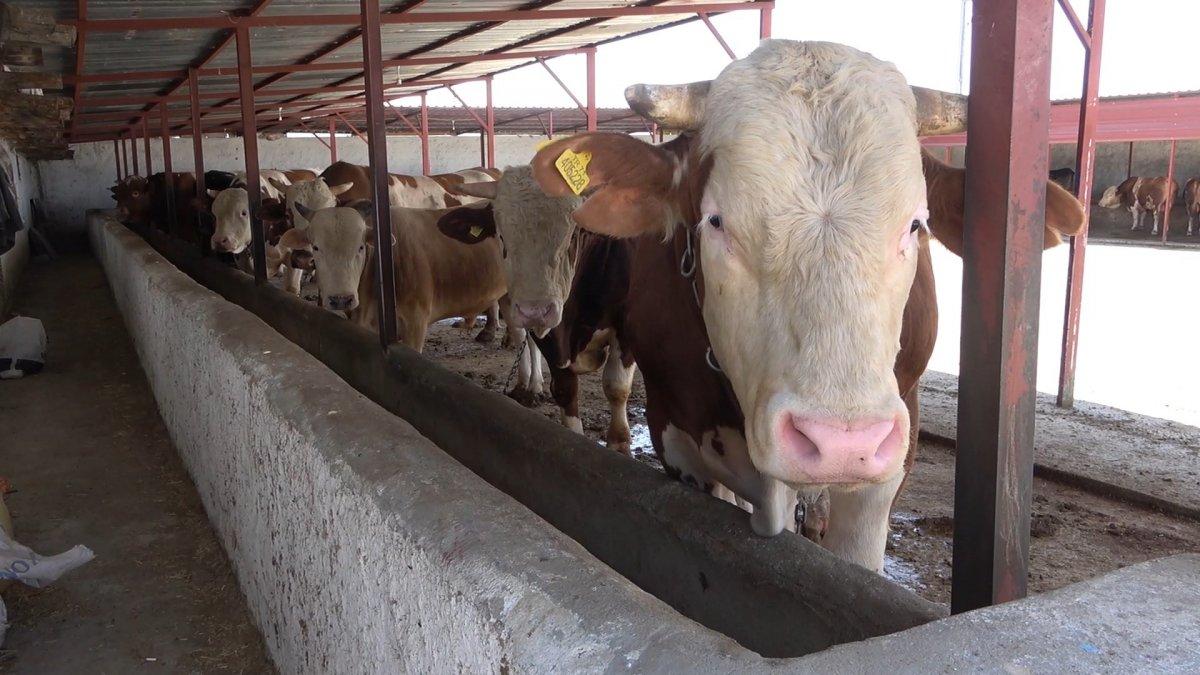 Kurbanlıklarda nelere dikkat etmeli