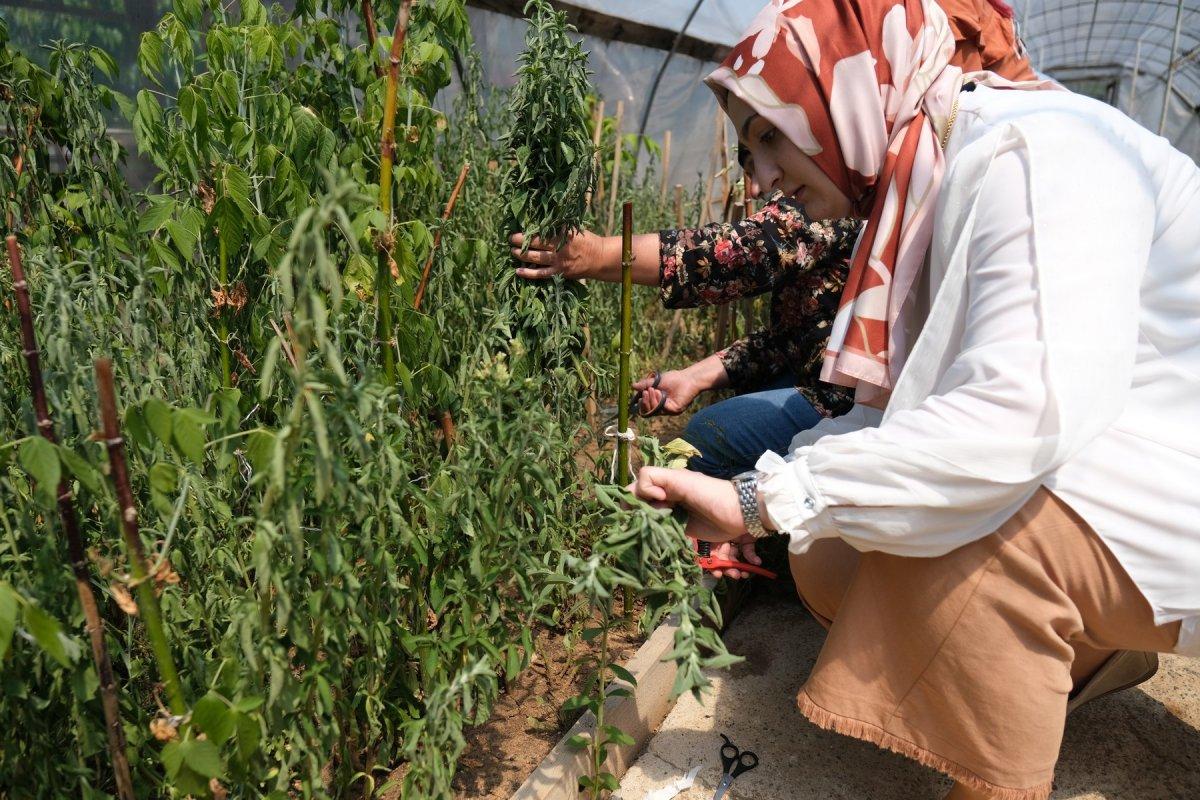 Şeker otu hasadı başladı