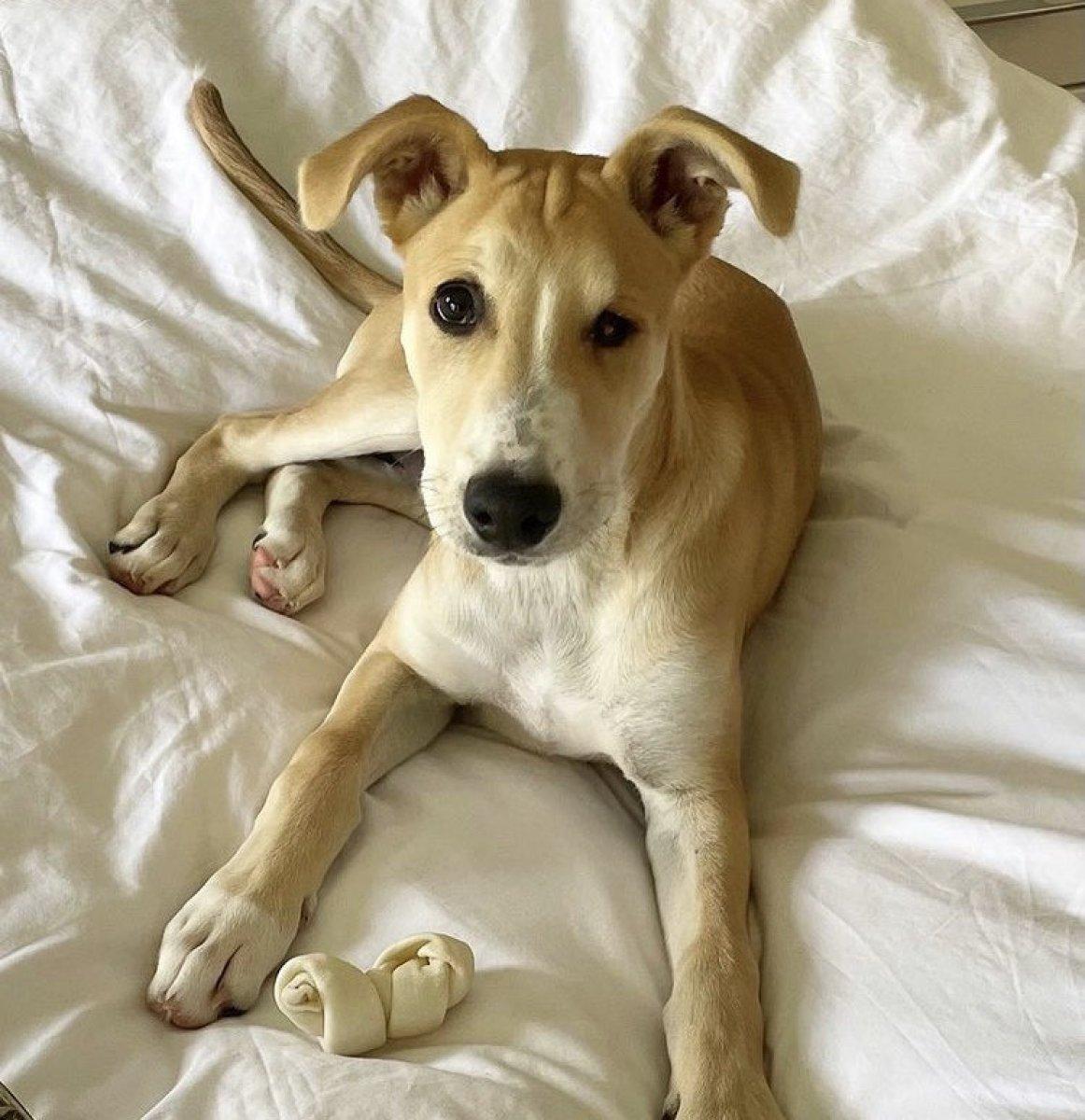 Defne Samyeli'nin köpeği hayatını kaybetti