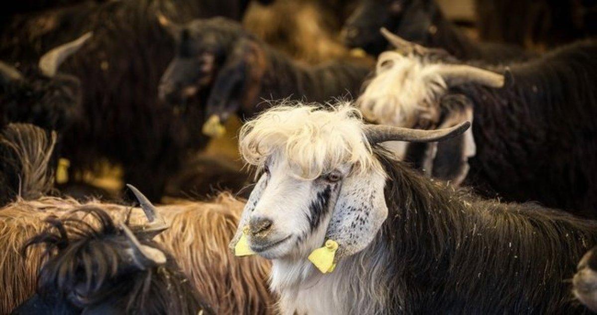 Hangi hayvanlar kurban olarak kesilmez? Diyanet'e göre kurban seçimi...