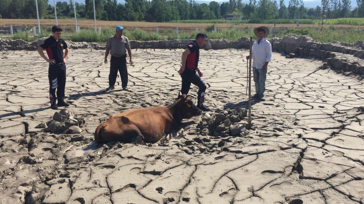 Tokat’ta itfaiye erleri, bataklığa düşen ineği kurtarmak için seferber oldu