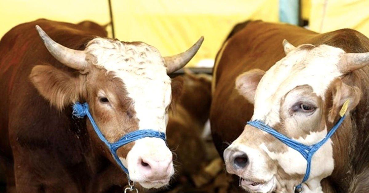 Kurbanlık fiyatları 2021: Dana, koç, koyun, manda, keçi ortalama ne kadar?