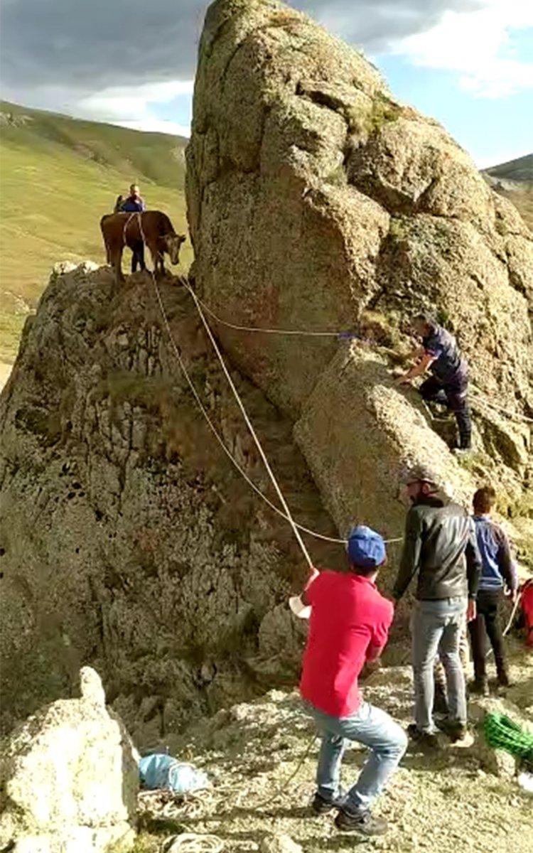 Ardahan'da kayalıklarda mahsur kalan inek, halatla kurtarıldı