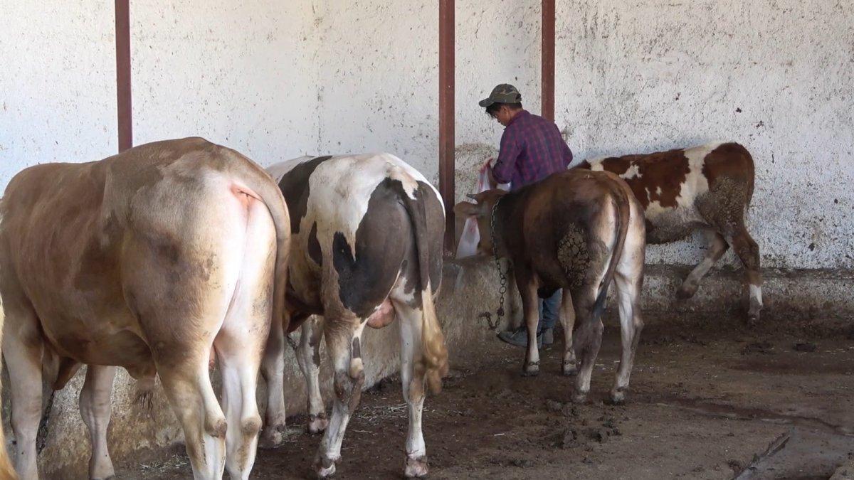 Kurbanlıklarda nelere dikkat etmeli