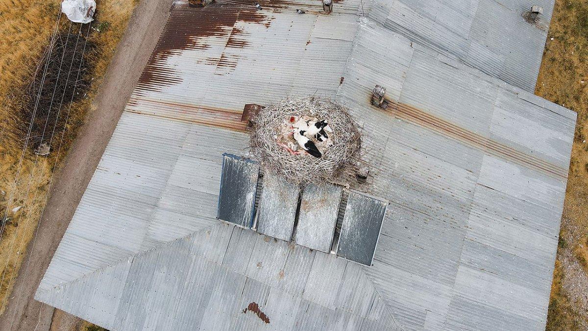 Tunceli'deki 'Kuşçu' köyünün leylek sakinlerinin sayısı artıyor
