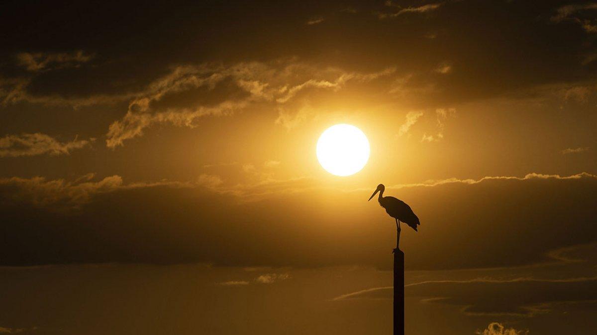 Tunceli'deki 'Kuşçu' köyünün leylek sakinlerinin sayısı artıyor