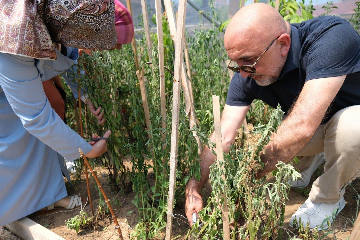 Şeker otu hasadı başladı