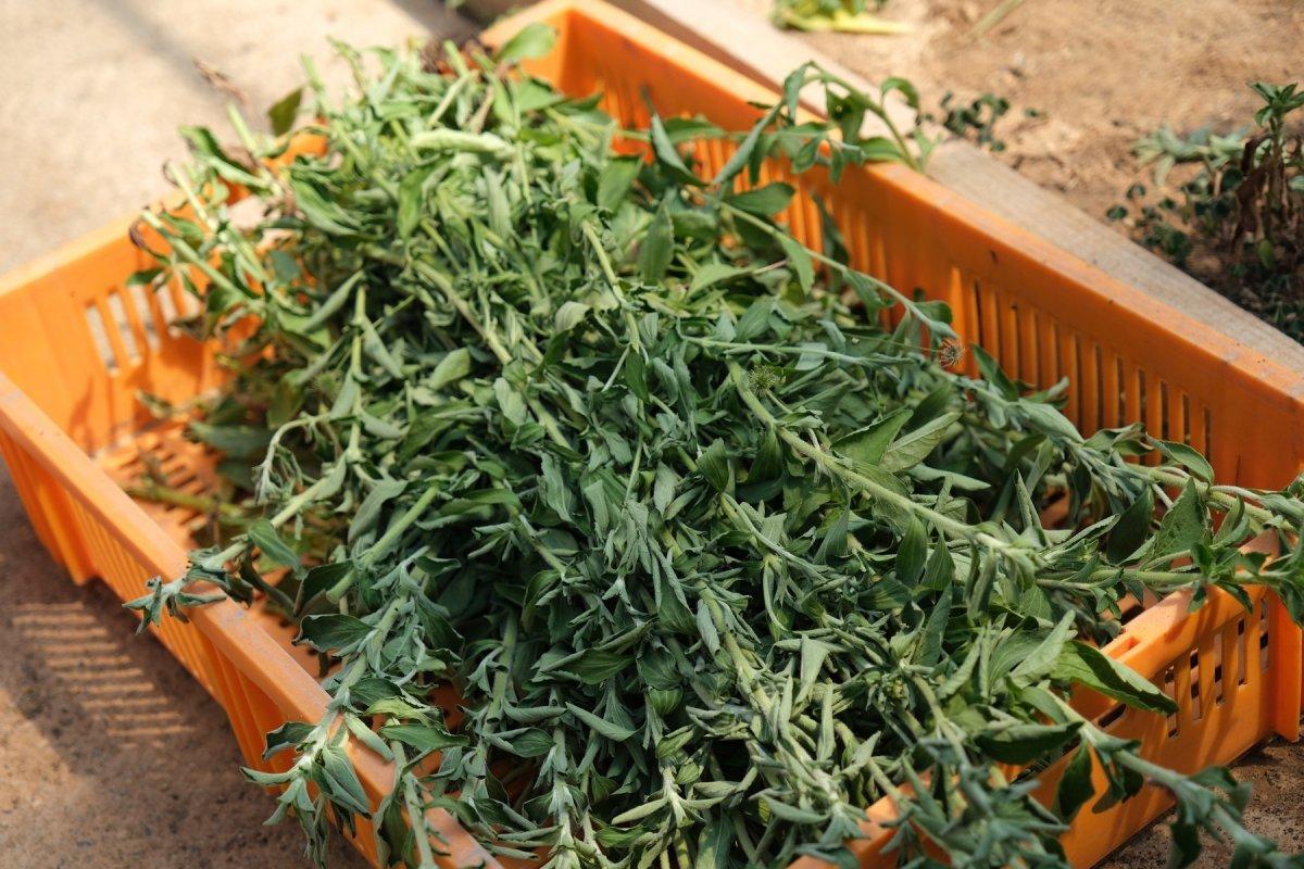 Şeker otu hasadı başladı