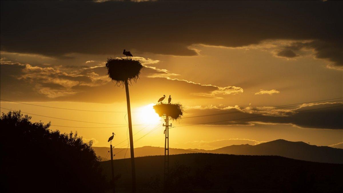 Tunceli'deki 'Kuşçu' köyünün leylek sakinlerinin sayısı artıyor