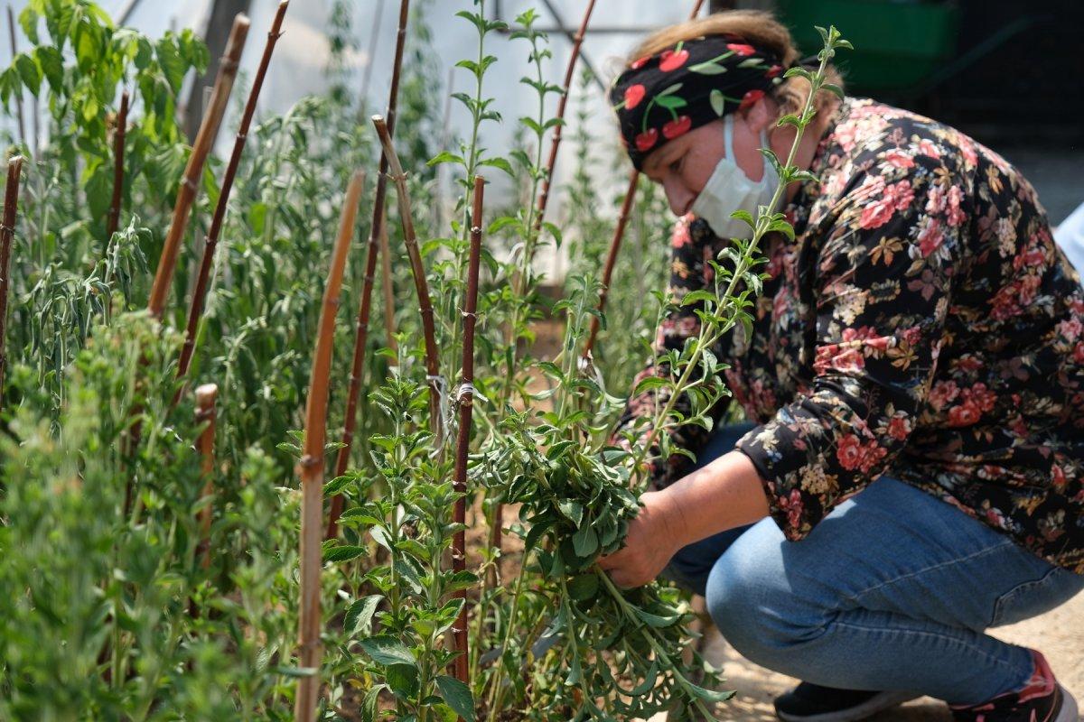 Şeker otu hasadı başladı