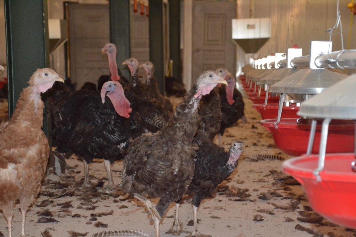 Devlet desteği ile hindi çiftliği kurdu