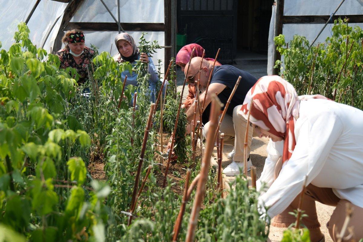 Şeker otu hasadı başladı