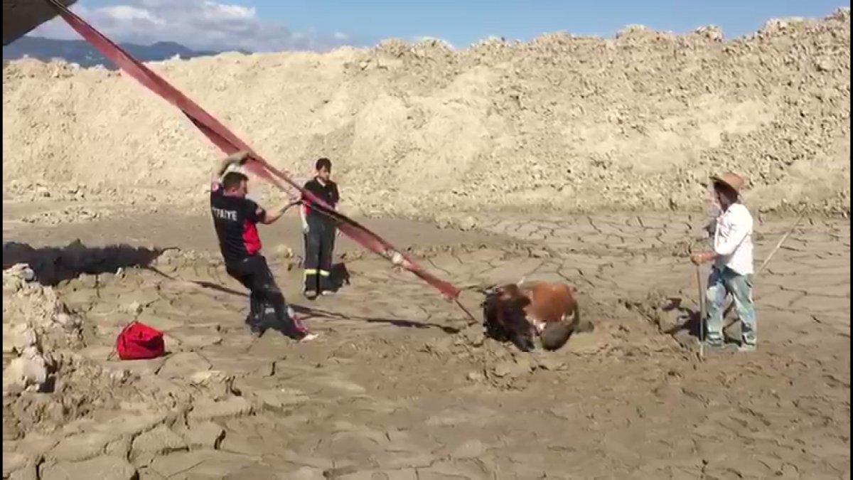 Tokat’ta itfaiye erleri, bataklığa düşen ineği kurtarmak için seferber oldu