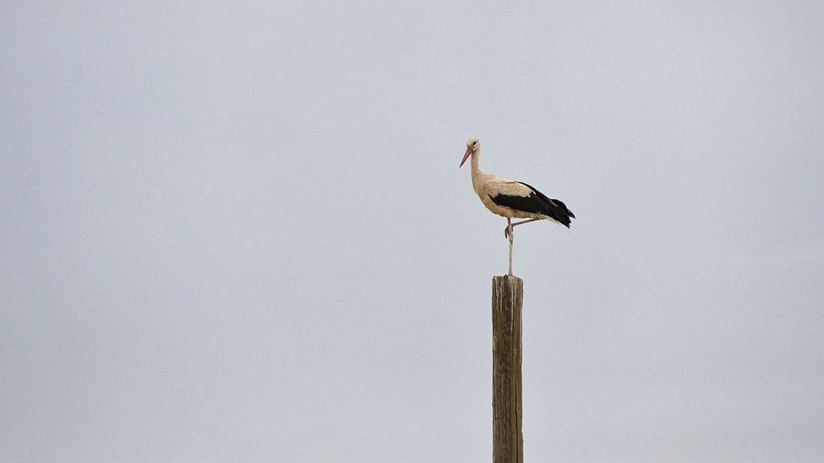 Tunceli'deki 'Kuşçu' köyünün leylek sakinlerinin sayısı artıyor