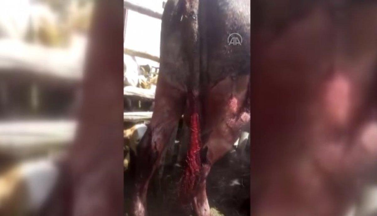 Tokat'ta 6 büyükbaş hayvanın kuyruğunu kestiler