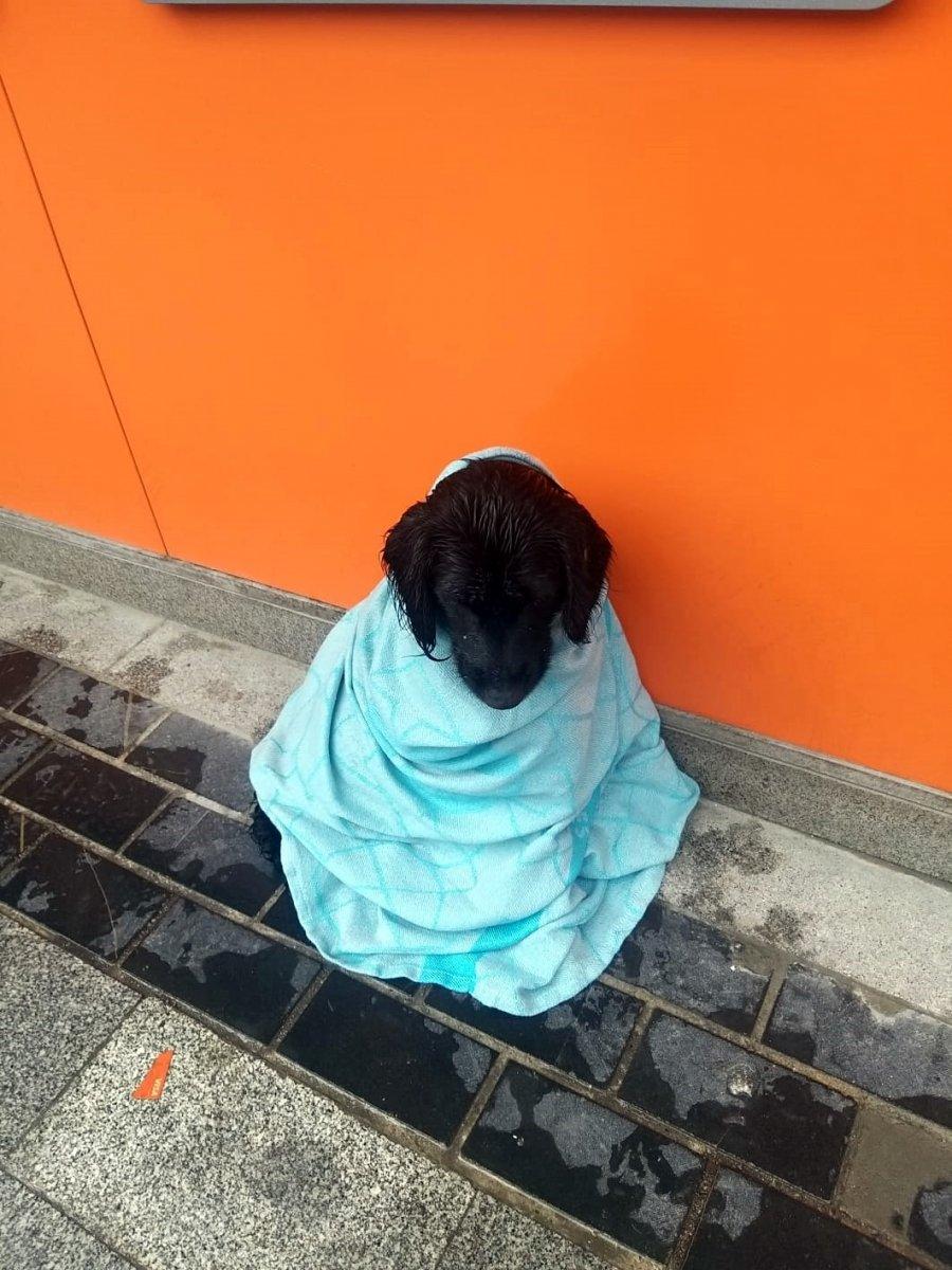 Sakarya’da üşüyen köpeğe battaniyesini sardı