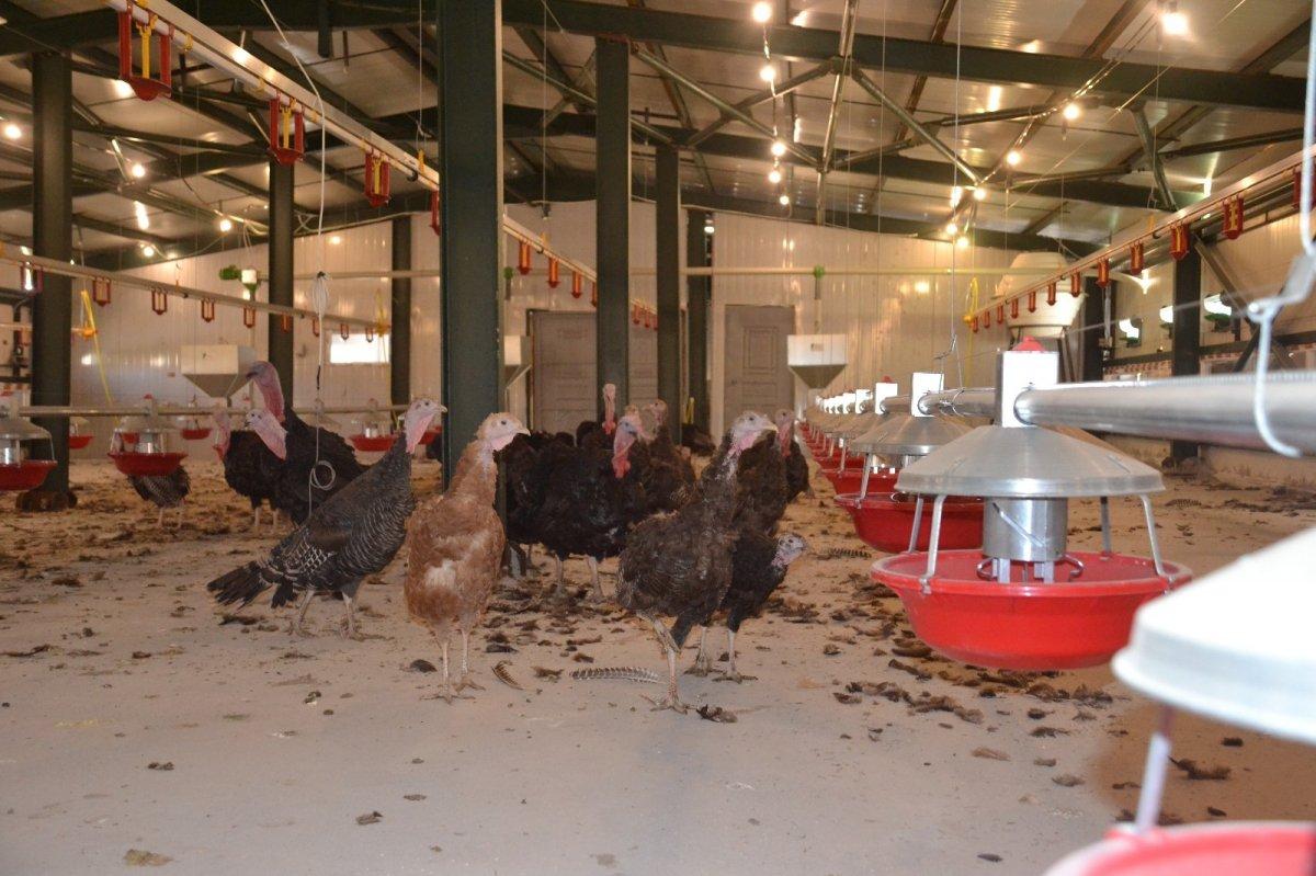 Devlet desteği ile hindi çiftliği kurdu