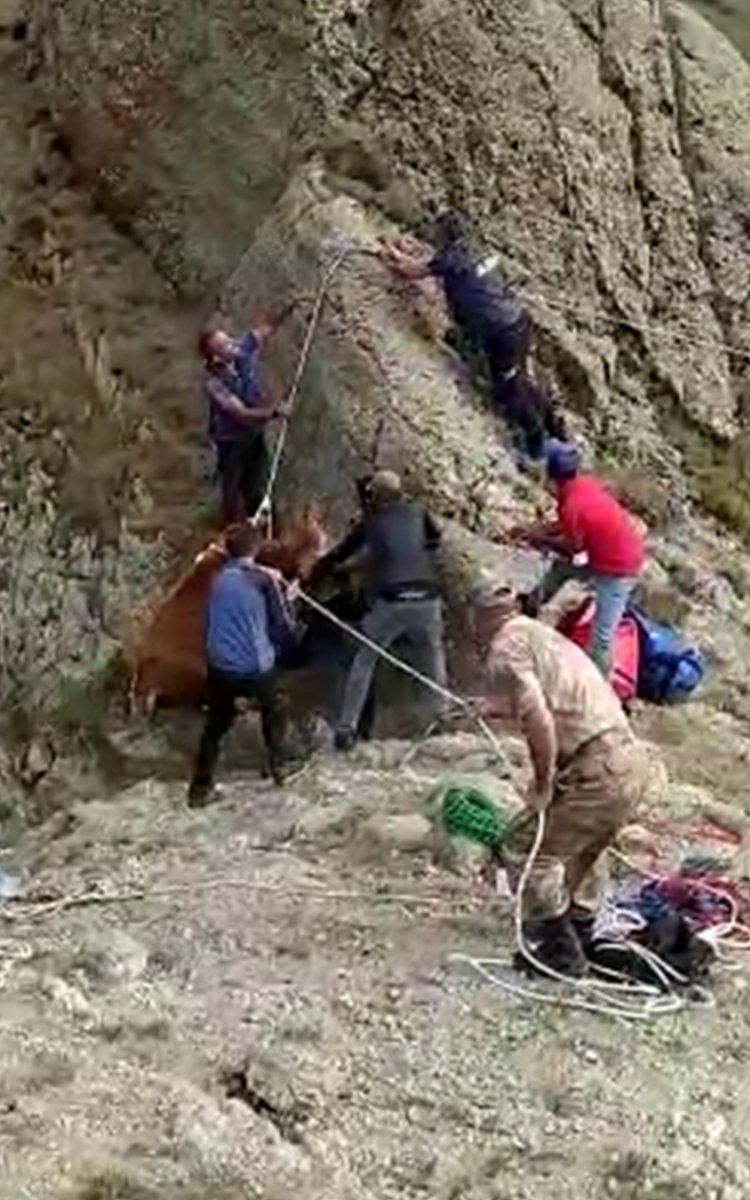Ardahan'da kayalıklarda mahsur kalan inek, halatla kurtarıldı