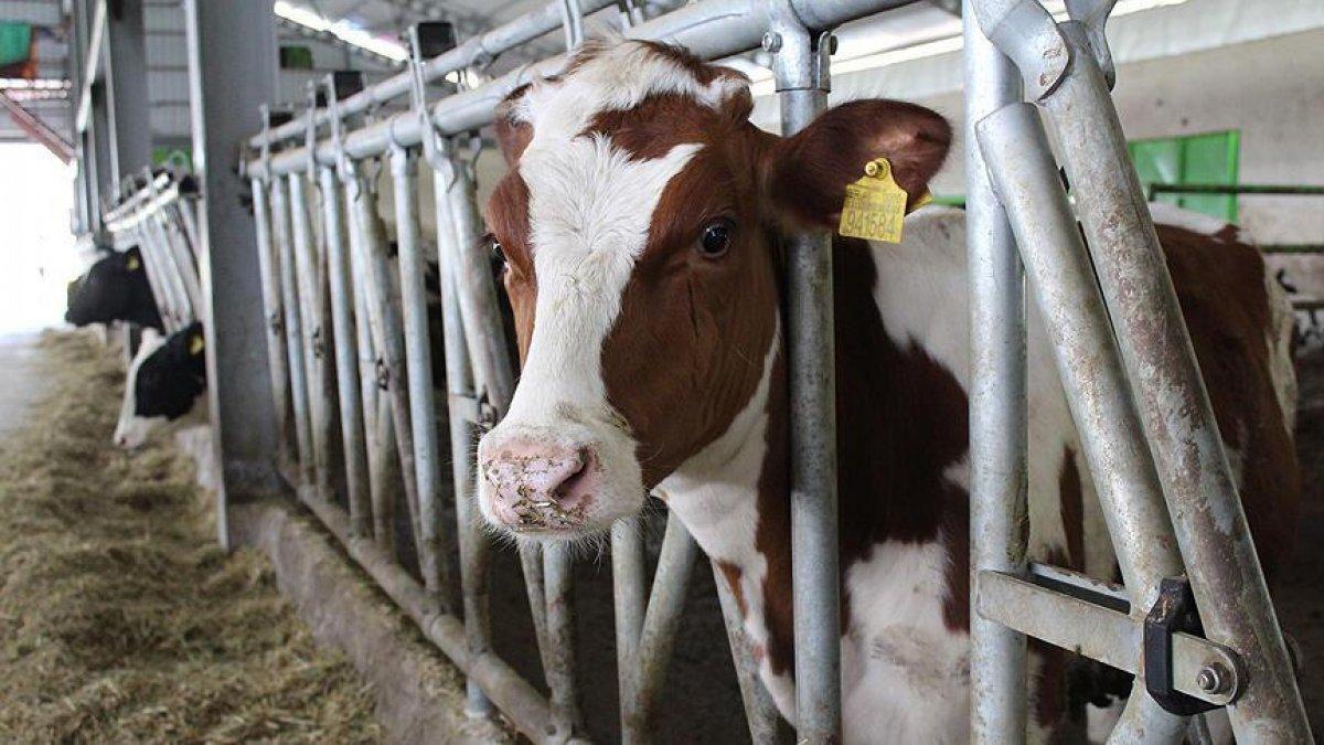 Hangi hayvanlar kurban olarak kesilmez? Diyanet'e göre kurban seçimi...
