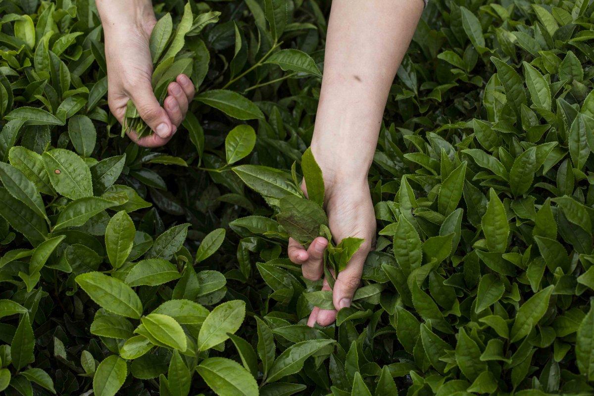 ÇAYKUR genel müdürülüğü açıklama yaptı