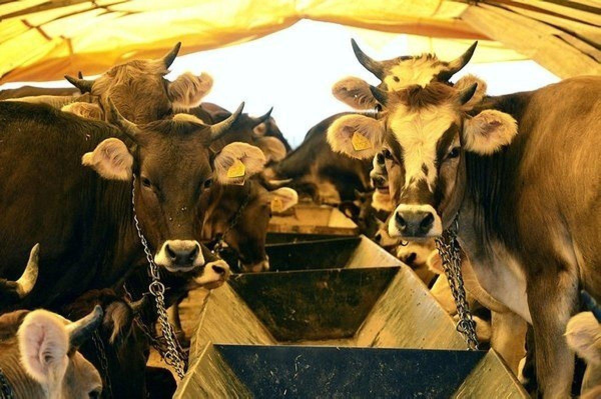 Kurbanlık seçerken nelere dikkat edilmeli?