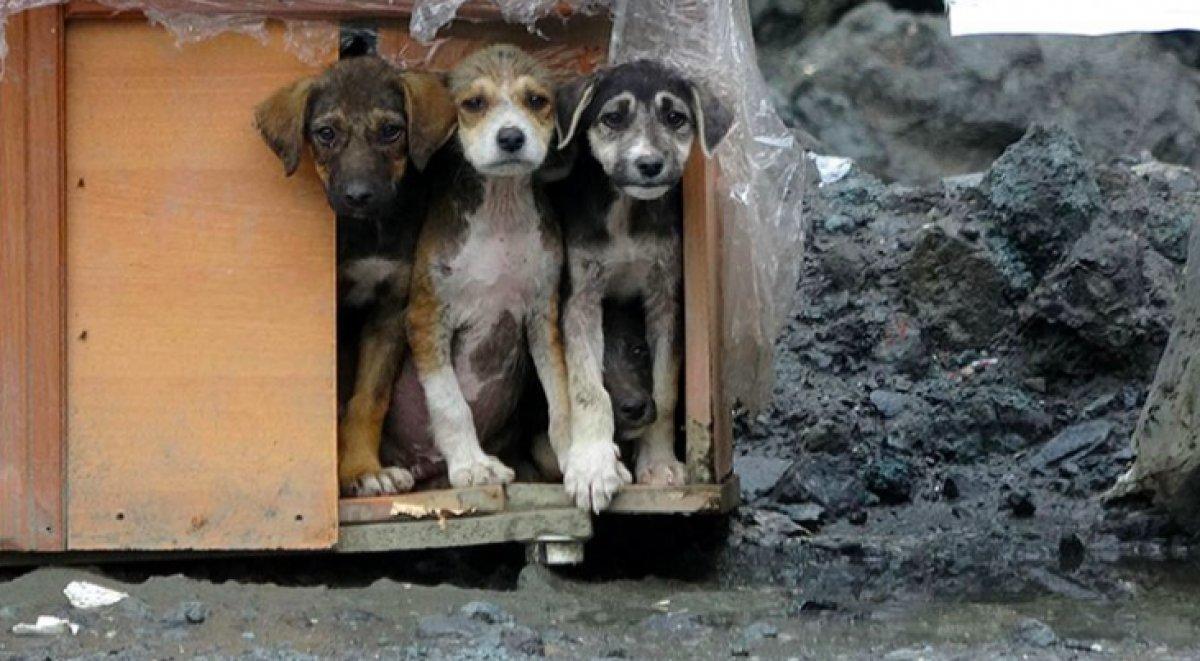 Hayvanları Koruma Kanunu TBMM'de kabul edildi