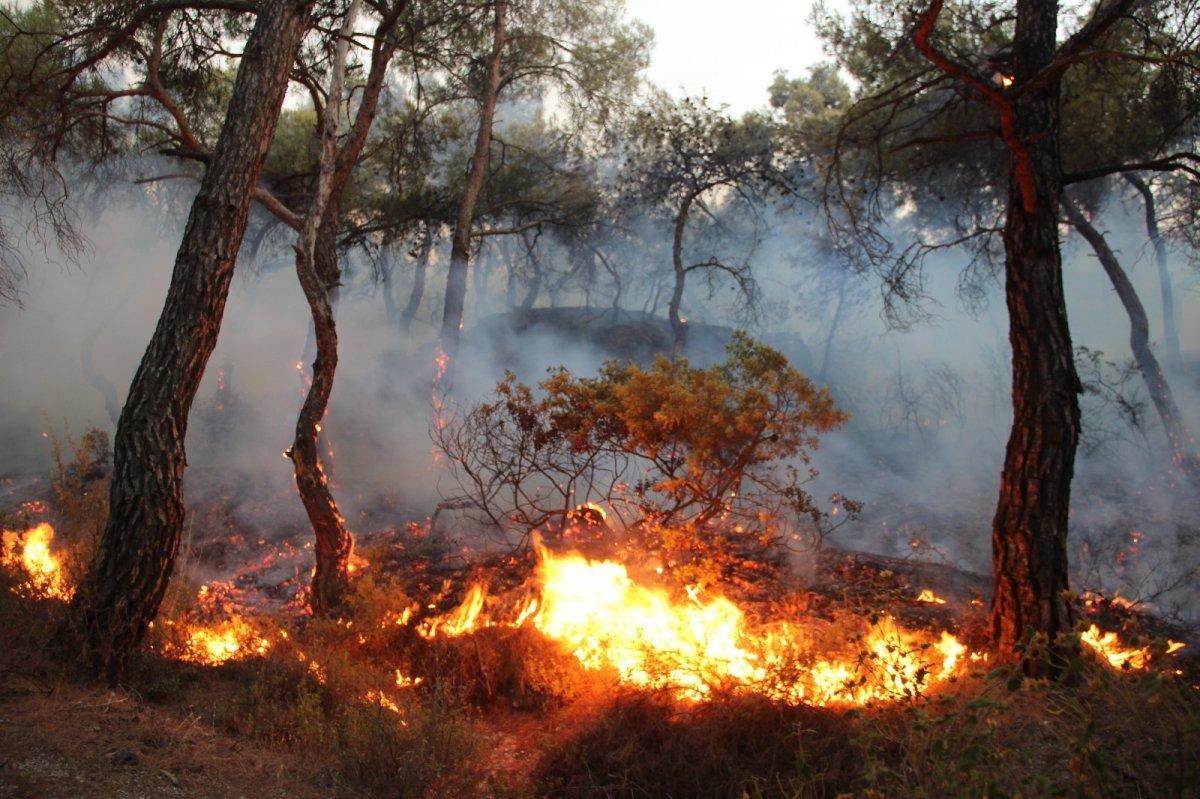 İzmir Foça'da orman yangını kontrol altına alındı
