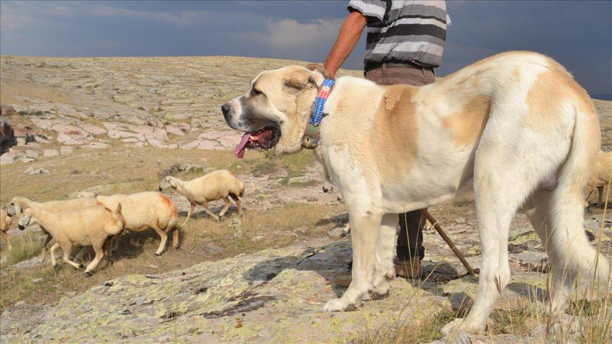 Sivas'ta kangal köpeği üretim ve eğitim merkezi açıldı